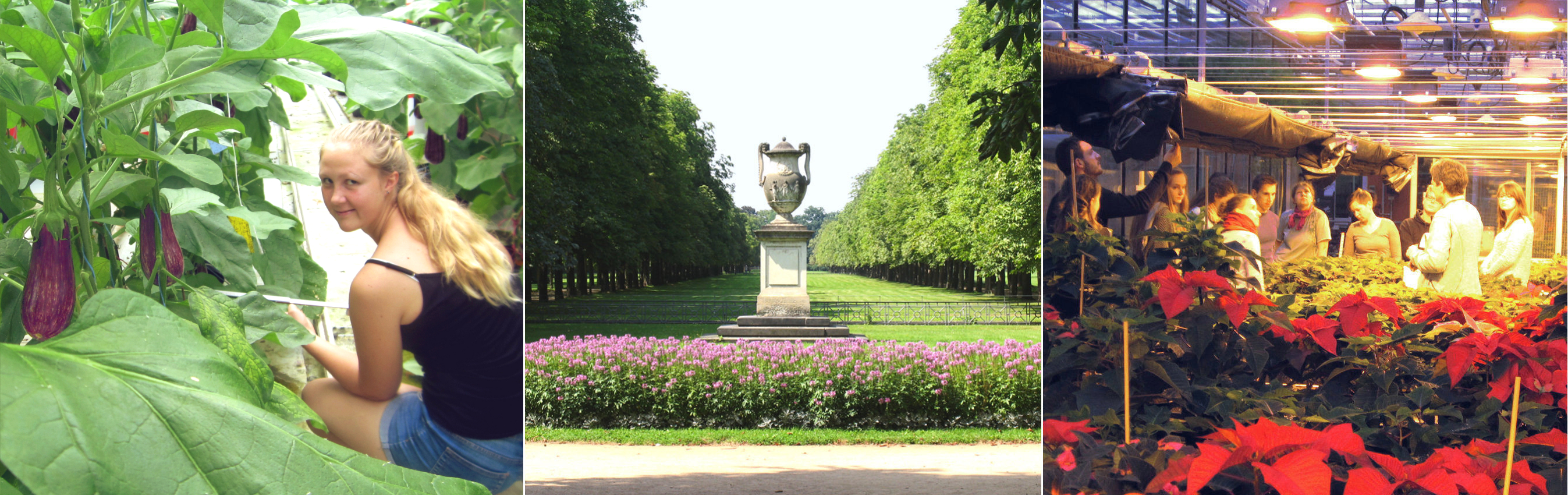 The picture consists of 3 photos side by side, left picture: a young man picking tomatoes in a greenhouse, middle picture: detail of the park of the castle Pillnitz, in the foreground a flowerbed with purple flowering perennials, behind it a meadow, on top of it a stone pedestal with a stone amphora in the middle, the meadow is bordered by a row of trees on the left and right side, right picture: a group of about 10 students is standing in a greenhouse, in the foreground are 2 rows of poinsettias planted in pots.