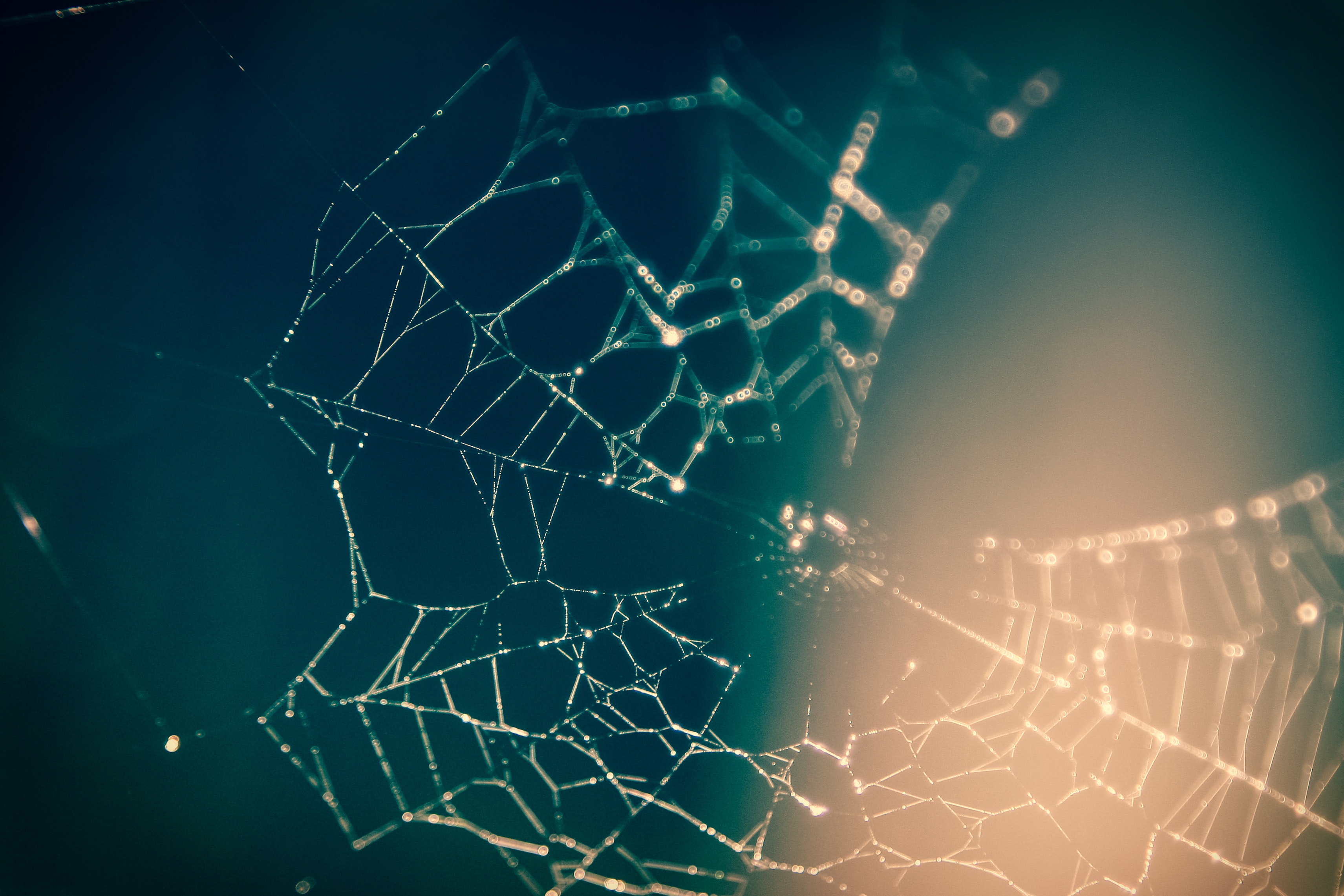spider's web symbolizing a network