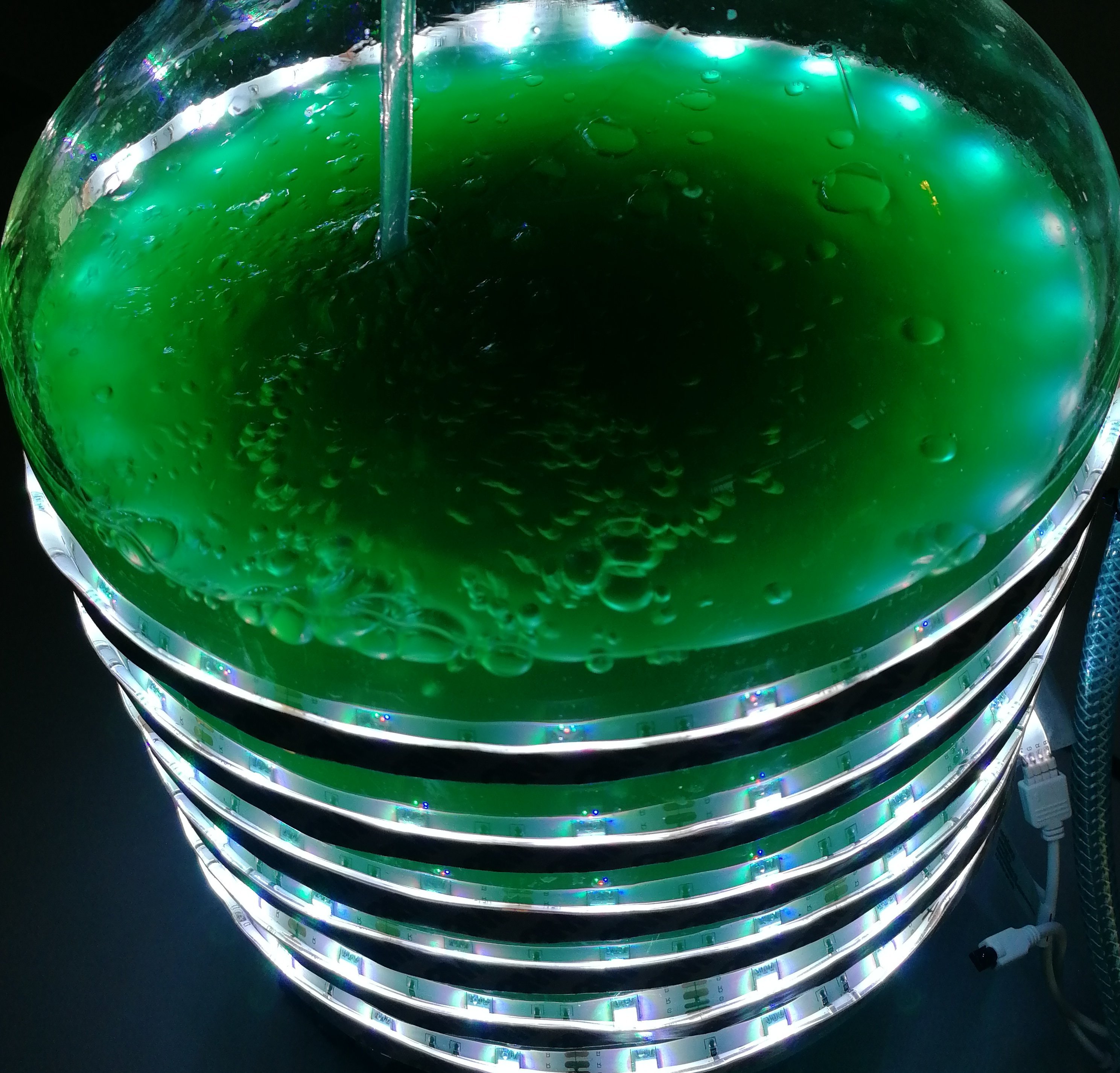 Mikroalgen in einem Photobioreaktor