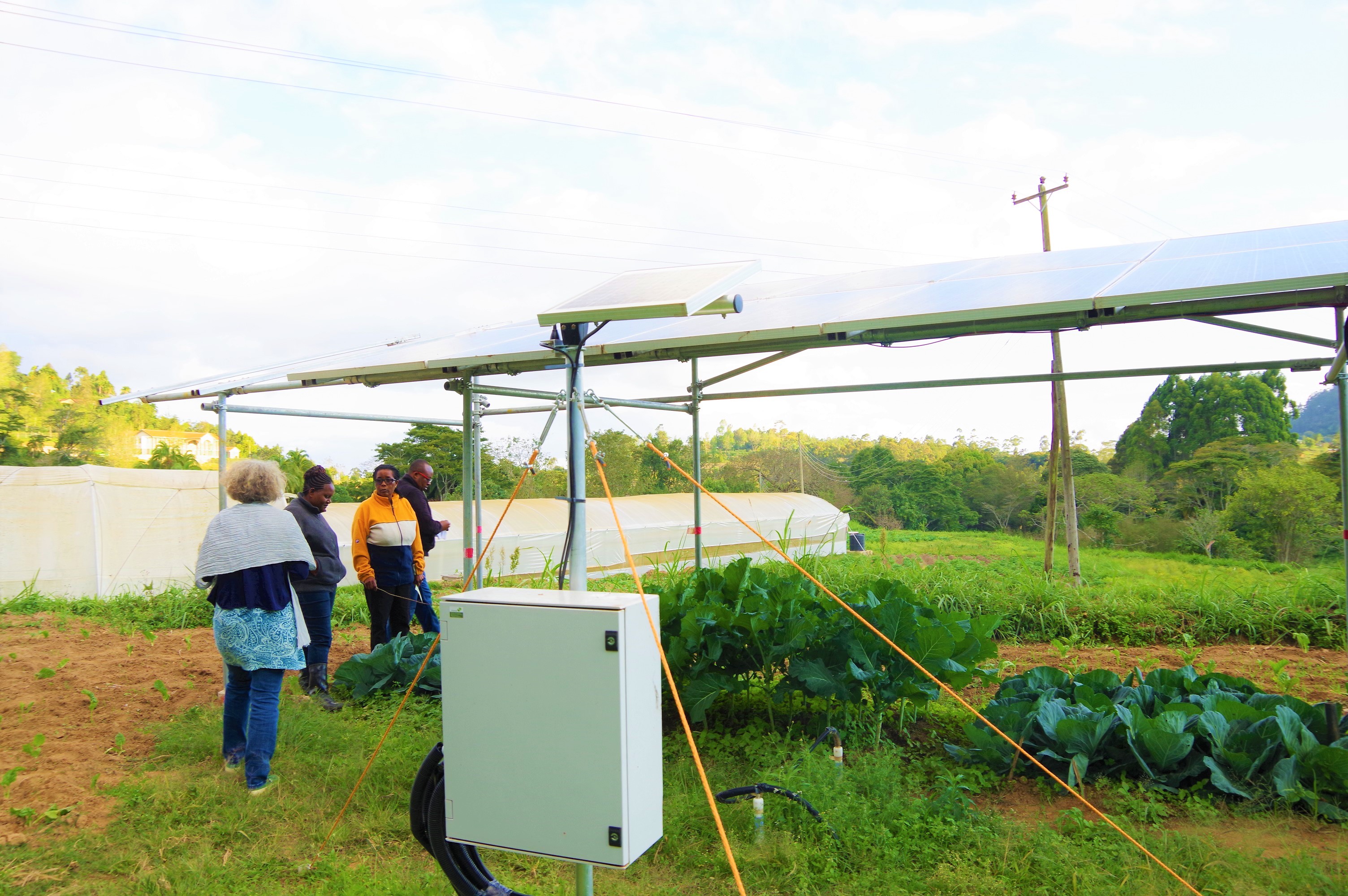 Cabbage and kale grown under solar panels in Ngerenyi, Kenya (September 2019)