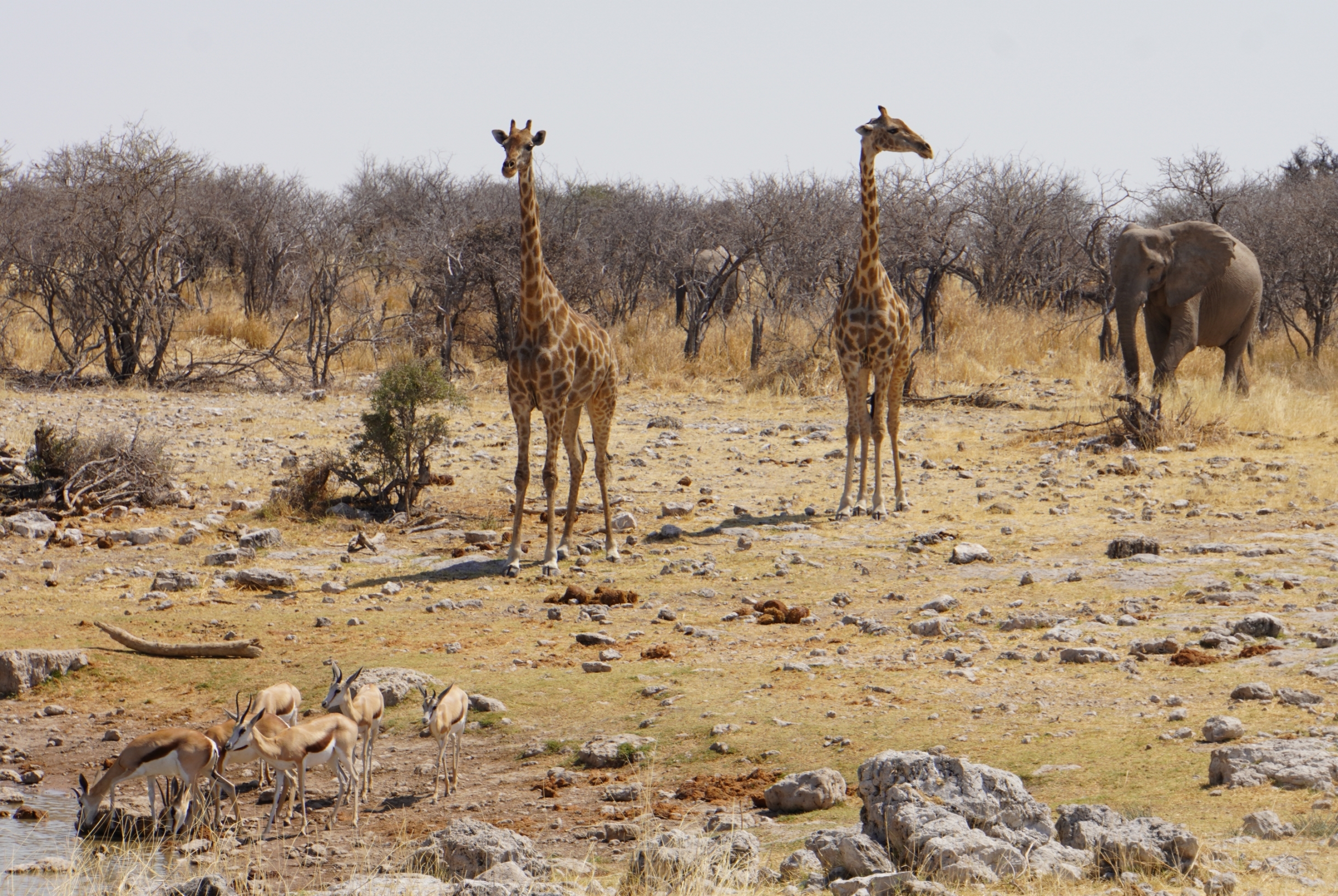 Giraffen im Etosha Nationalpark