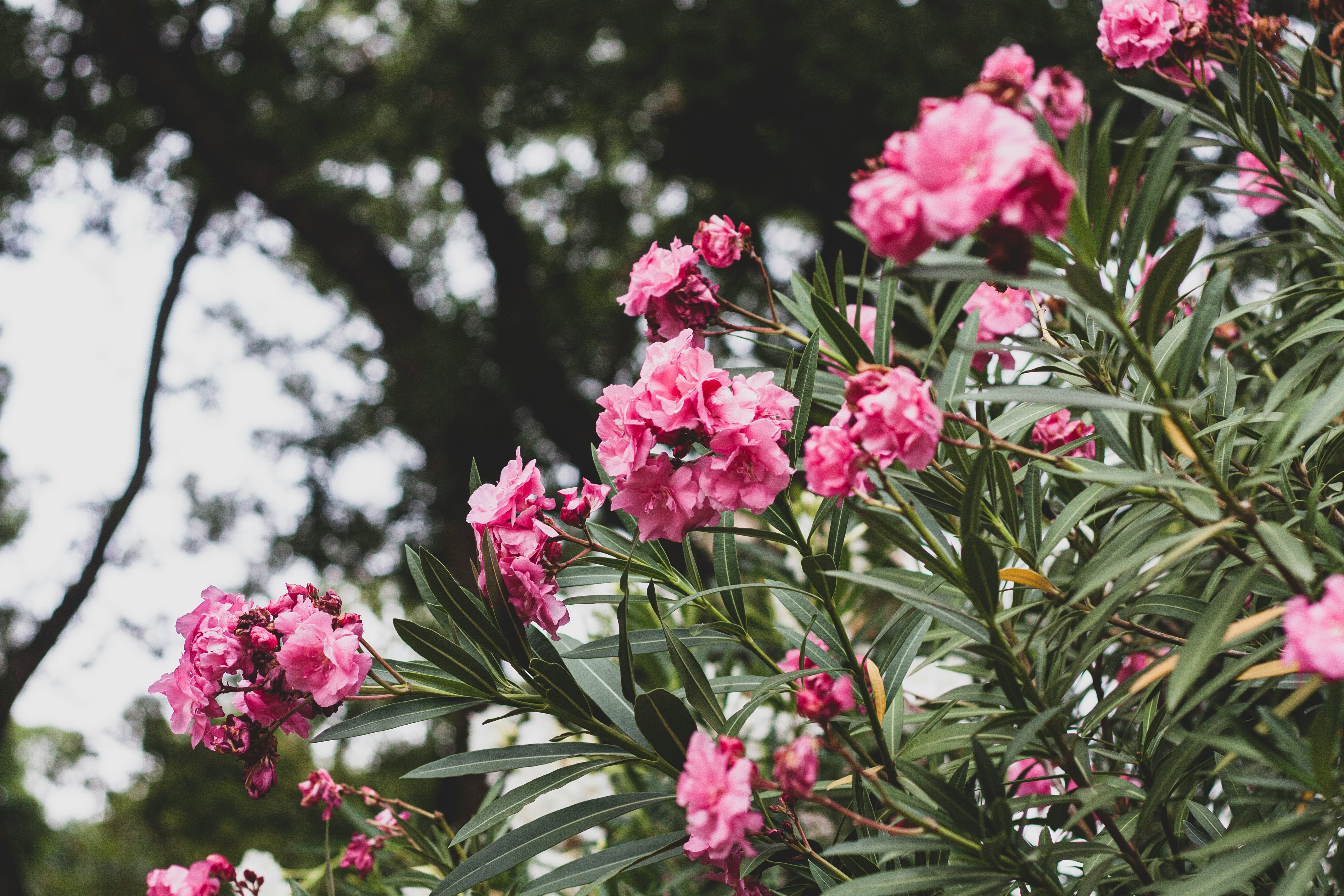 Ein Foto von blühendem Oleander.