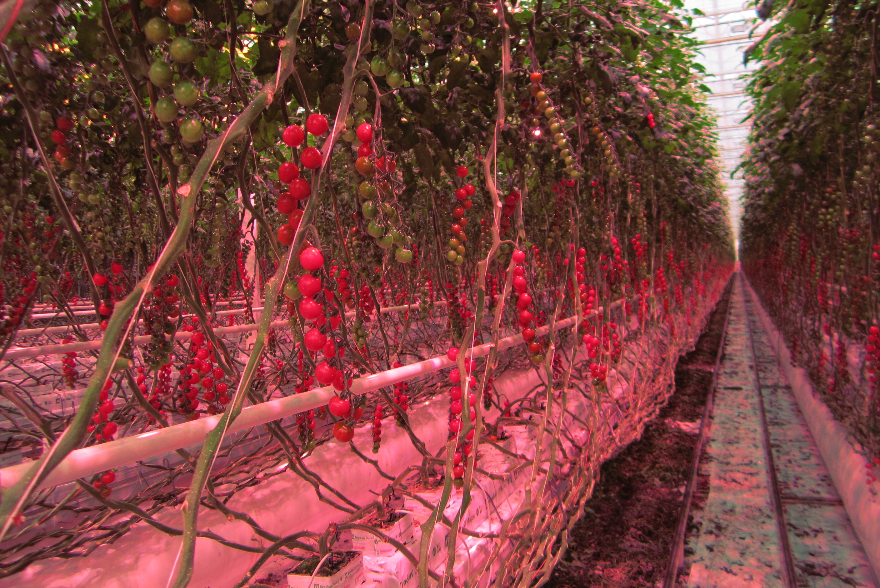 Tomatenplanzen mit Früchten in Reihen in einem Gewächshaus