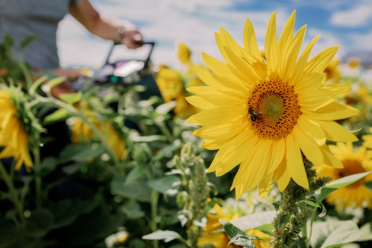 Sonnenblume