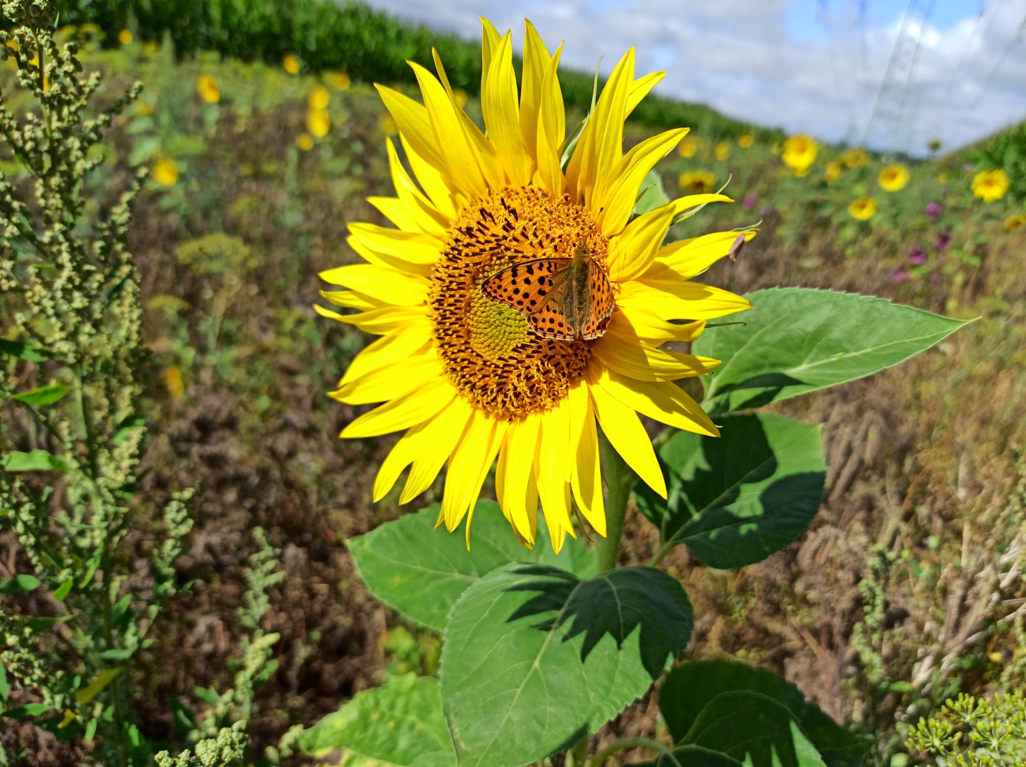 Kaisermantel Schmetterling auf Sonnenblume