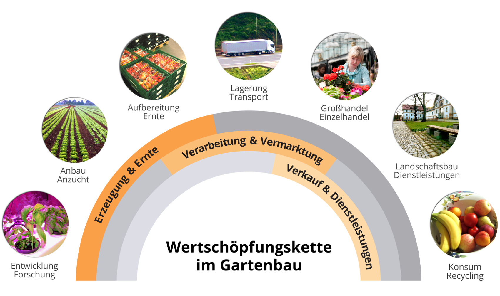 Graphic of the value chain in horticulture, a semicircle consisting of 3 strips, the upper strip says "Production and Harvesting", the middle strip says "Processing and Marketing", the lower strip says: "Sales and Services", above the semicircle 7 photos are arranged evenly, also in a semicircle, the photos are subtitled, in order from left to right: Development/Research, Cultivation/Cultivation, Preparation/Harvest, Storage/Transport, Wholesale and Retail Trade, Landscaping/Services, Consum/Recycling.