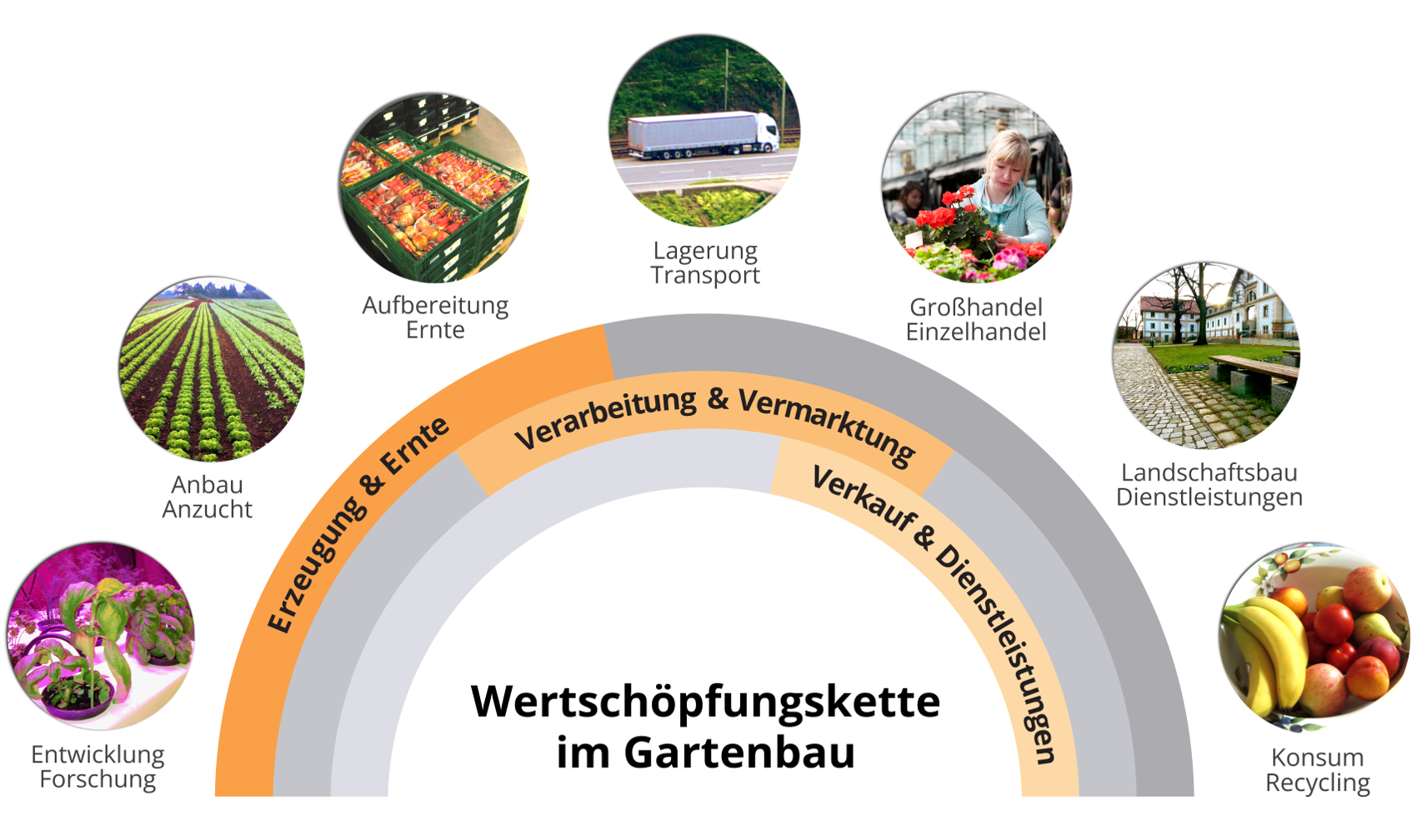 Grafik zur Wertschöpfungskette im Gartenbau, ein Halbkreis aus 3 Streifen bestehend, im oberen Streifen steht "Erzeugung und Ernte", im mittleren Streifen steht "Verarbeitung und Vermarktung", im unteren Streifen steht: "Verkauf und Dienstleistung", über dem Halbkreis sind 7 Fotos gleichmäßig, ebenfalls im Halbkreis, angeordnet, die Fotos sind untertitelt, in der Reihenfolge von links nach rechts steht: Entwicklung/Forschung, Anbau/Anzucht, Aufbereitung/Ernte, Lagerung/Transport, Grß- und Einzelhandel, Landschaftsbau/Dienstleistungen, Konsum/Recycling