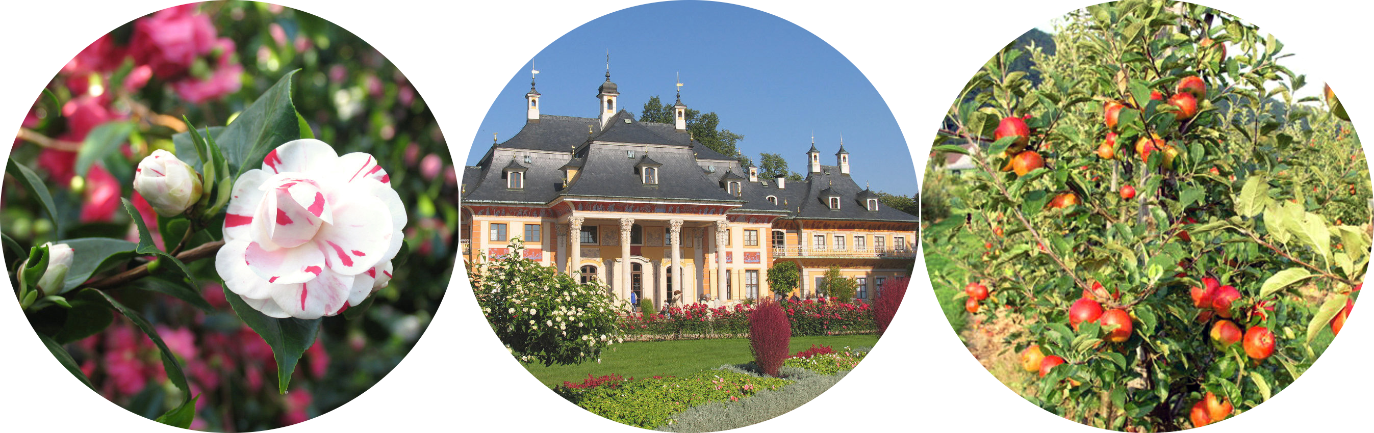 [Translate to English:] Kamelien, Innenhof Schlosspark Pillnitz, Apfelbäume