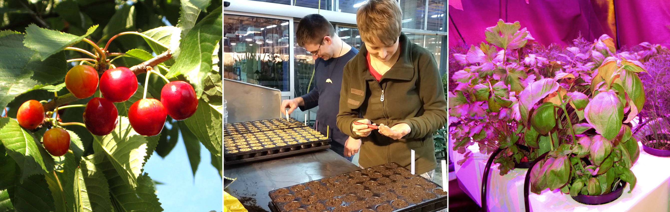 The picture consists of 3 single photos, left picture: ripe sweet cherries on a branch, middle picture: 2 students sowing in a greenhouse, they look at pallets with many small depressions in which there is soil, right picture: basil plants in pots are irradiated by violet LED light.