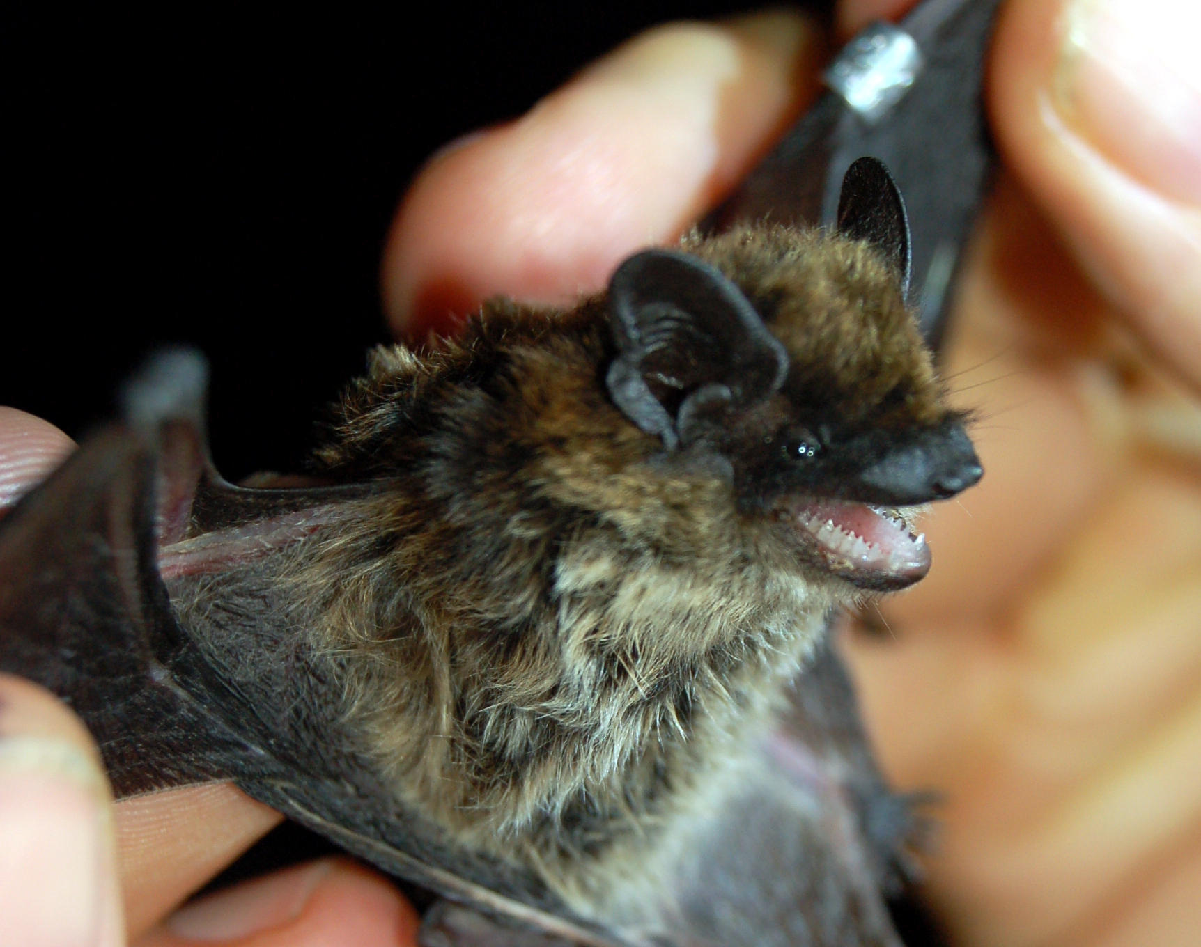 Rufende Alpenfledermaus in der Hand