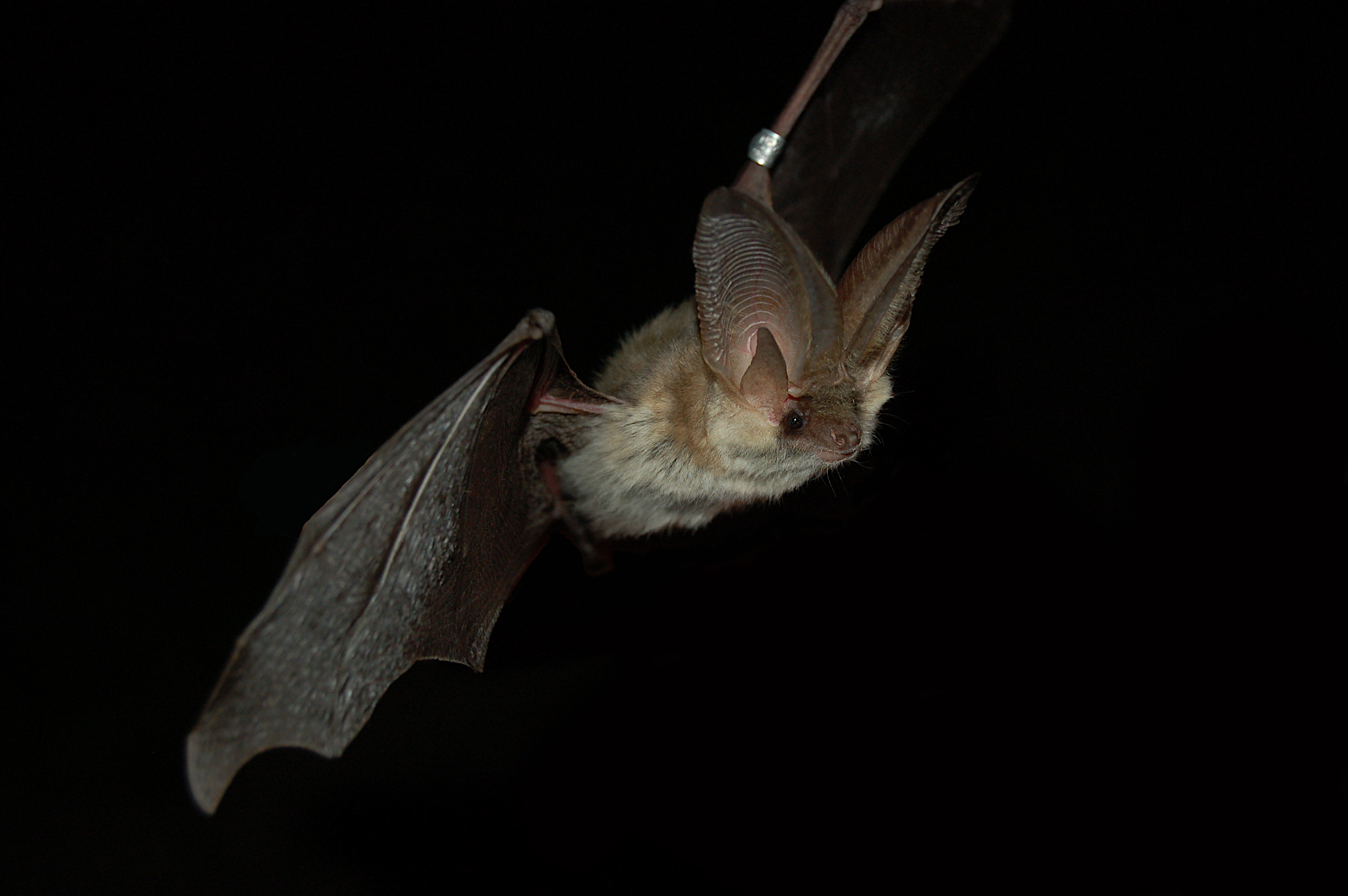 Fliegende Fledermaus in der Nacht