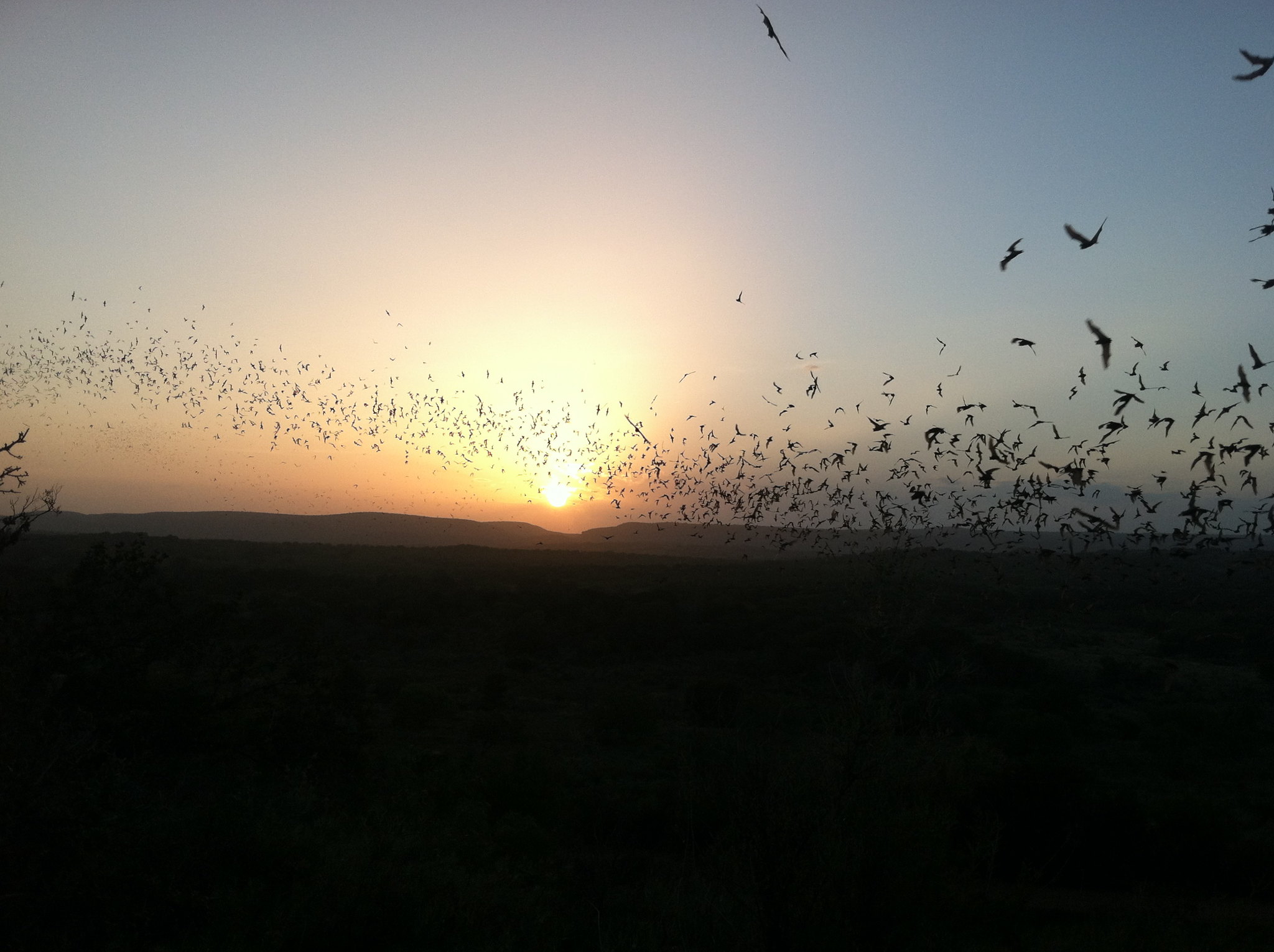 Fledermausschwarm im Sonnenuntergang