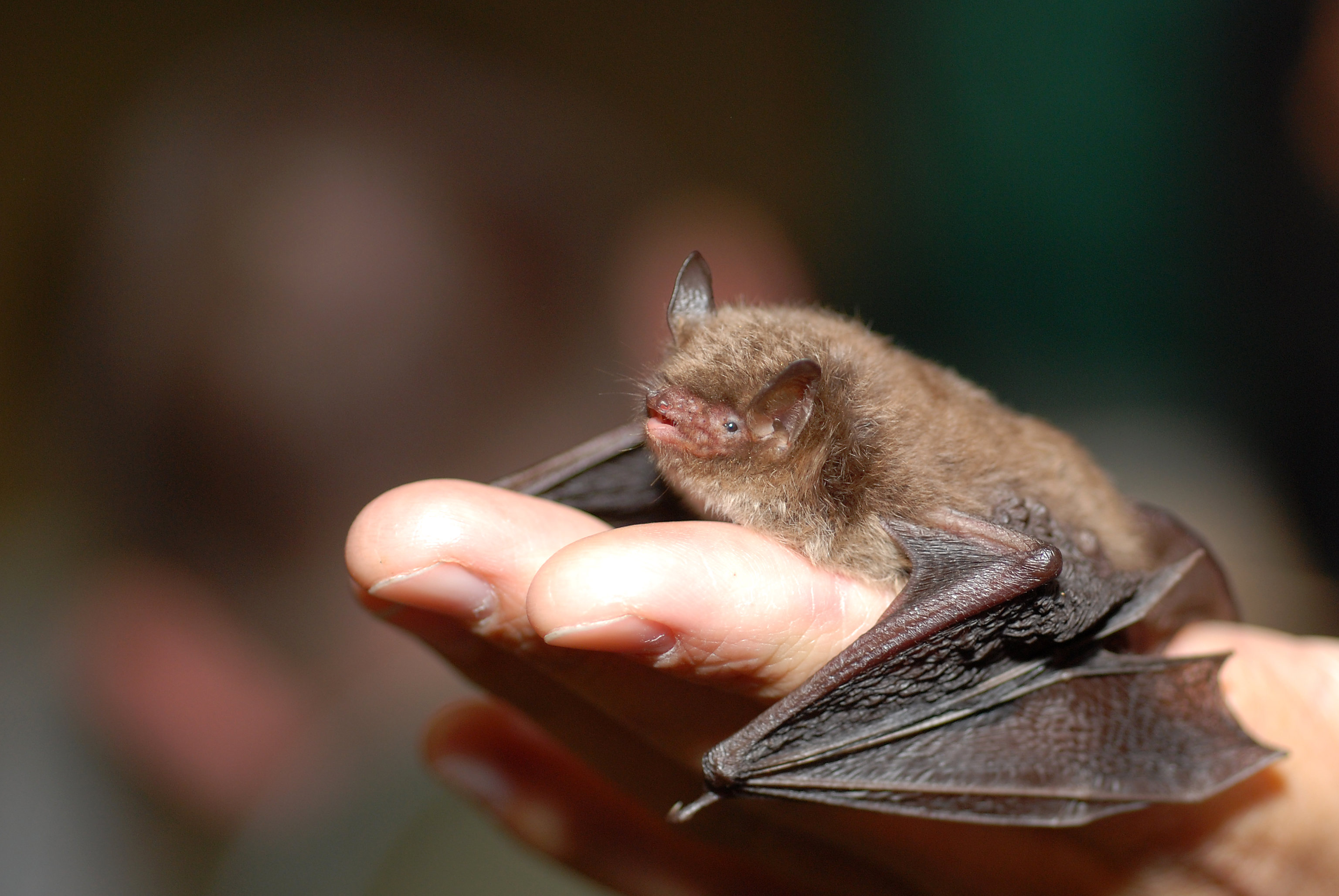 Fledermaus auf Hand