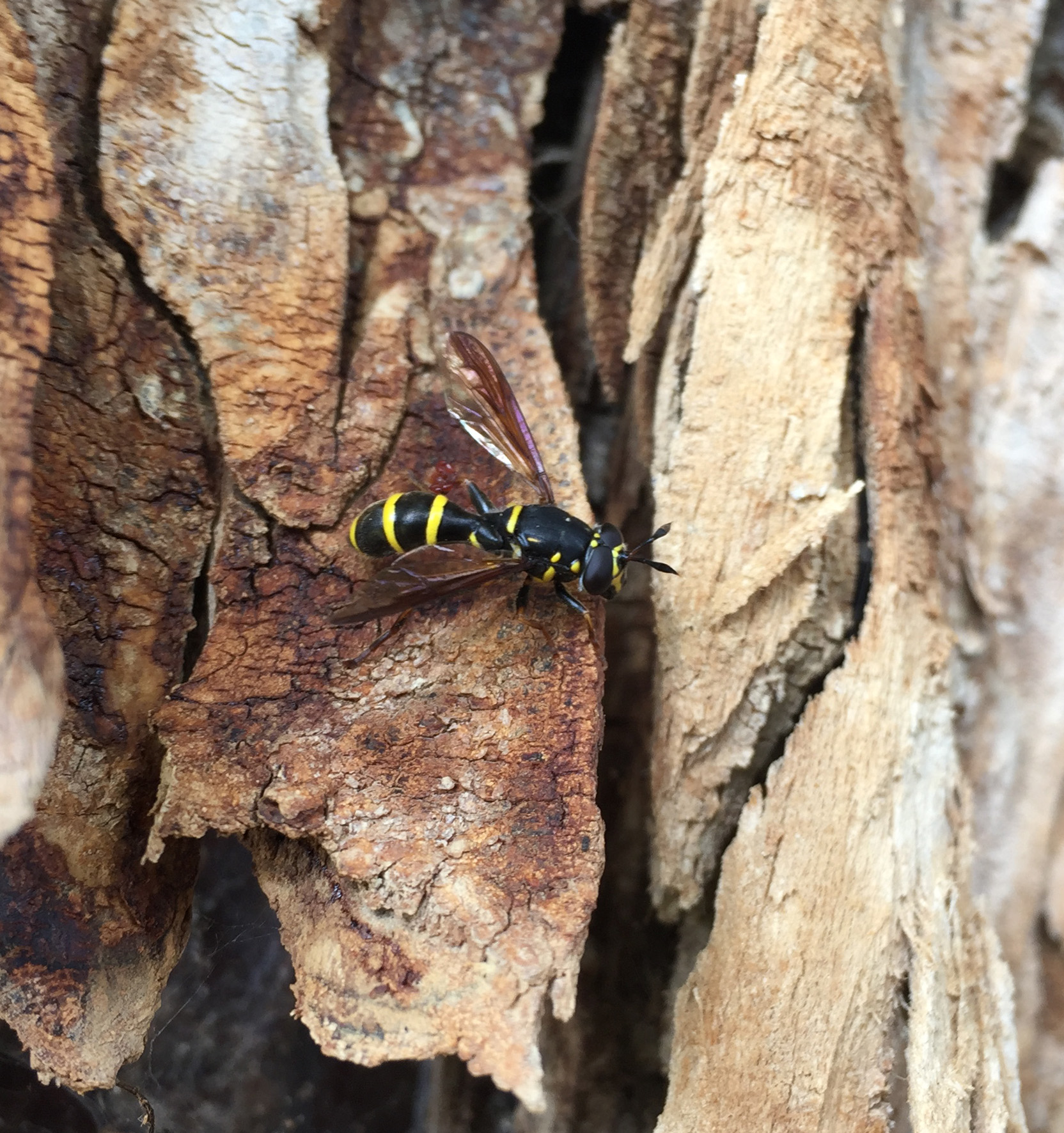 Schwebfliege