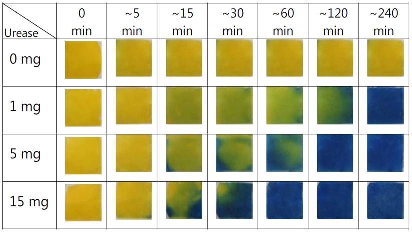 Zeitabhängigkeit der Farbänderung Urease-funktionalisierter Celluloseträger während des Auftauens