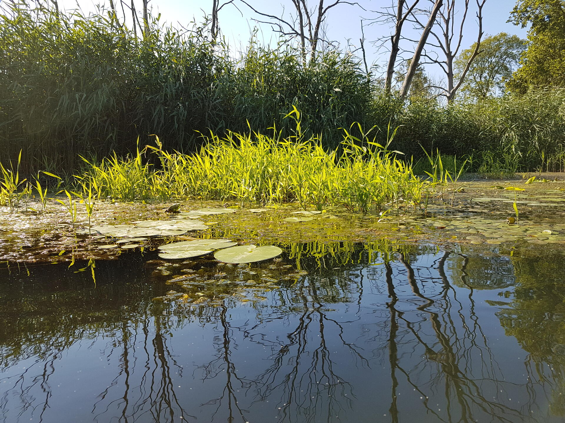 Schwimmende Vegetationsbestände auf einem Gewässer