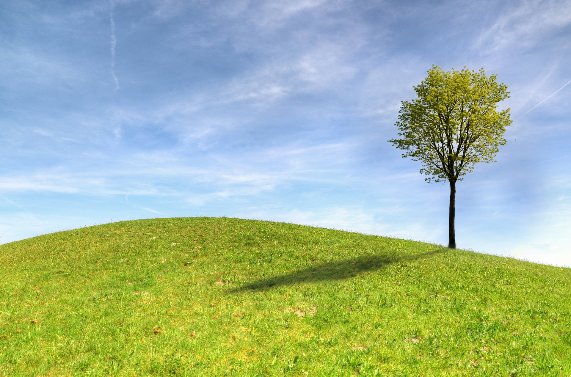 Baum mit grünem Laub auf grüner Wiese. Im Hintergrund blauer Himmel