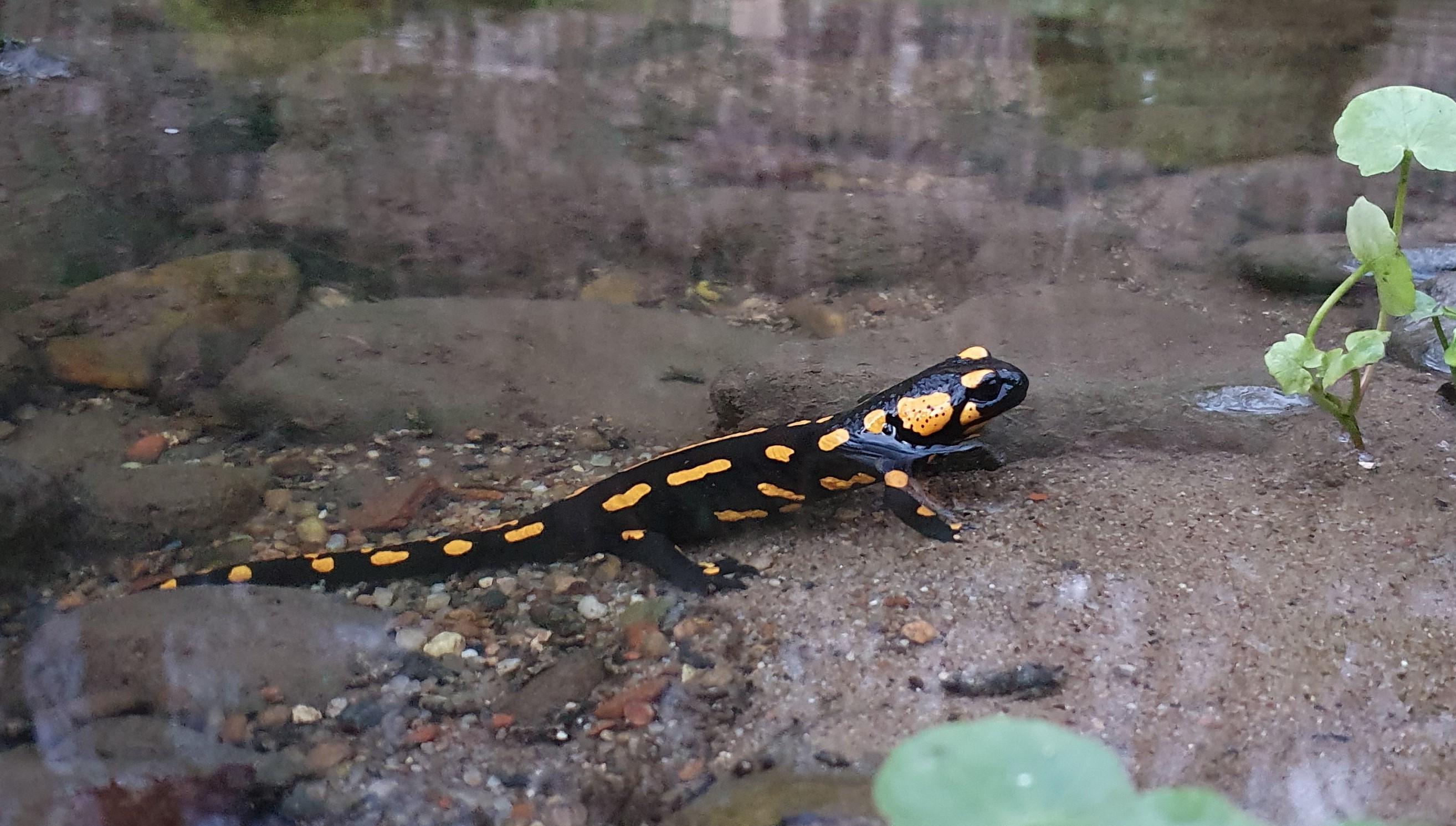 Feuersalamander