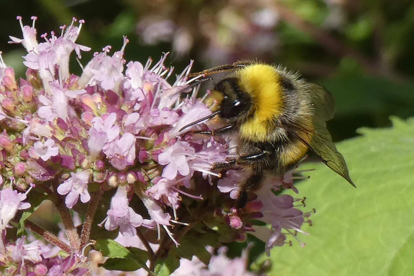 Eine Wildbiene sitzt an einer Blüte