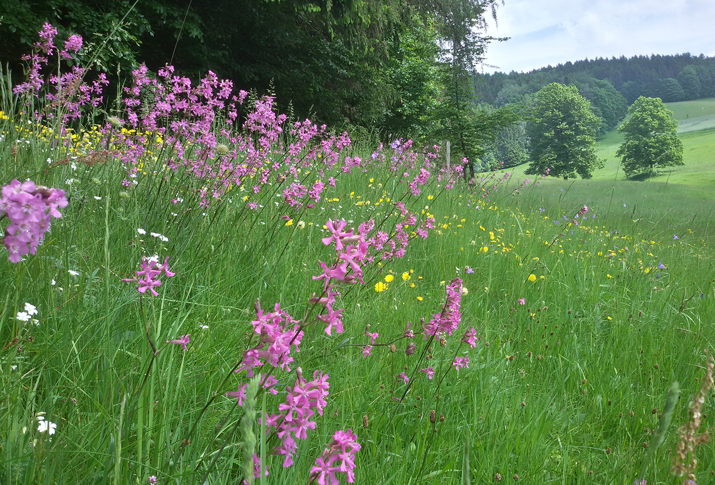 Wiese mit vielen Blüten