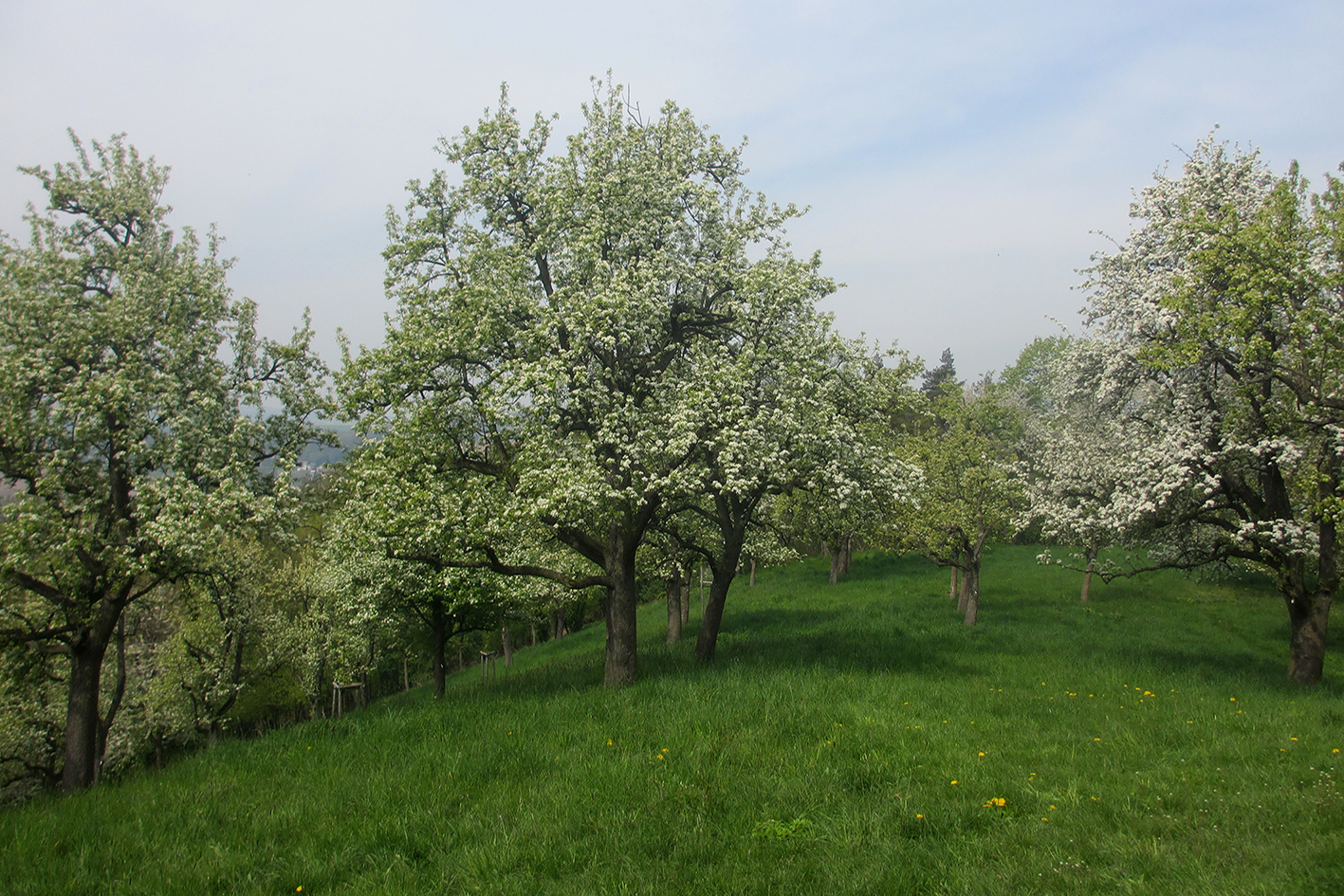 blühende Obstbäume