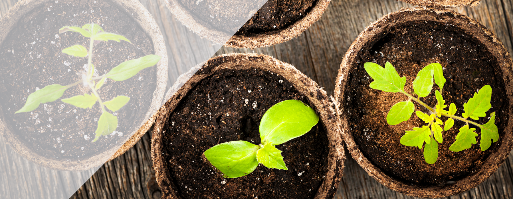 Header Saatgut-Bibliothek