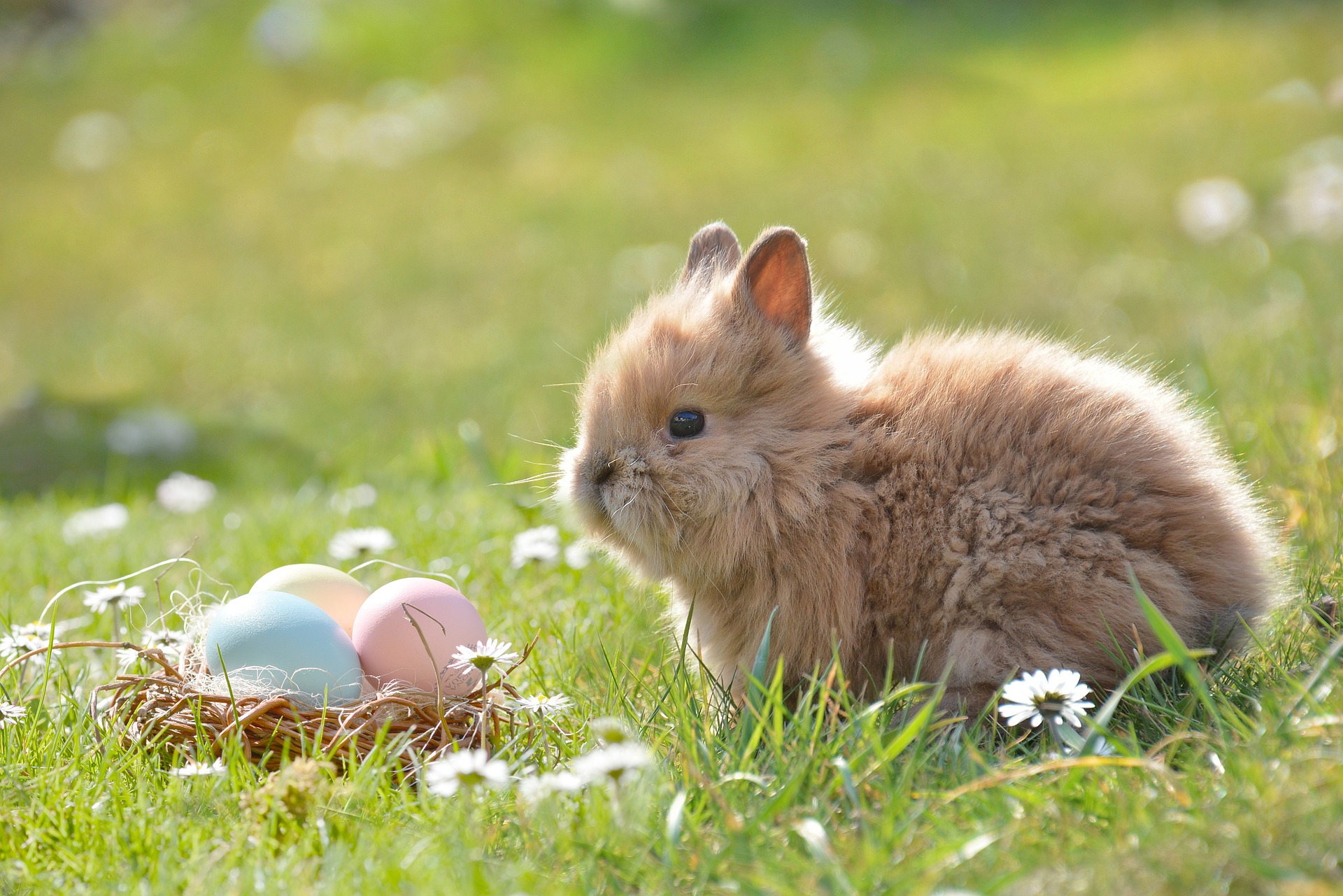 Osterhase Osterhase