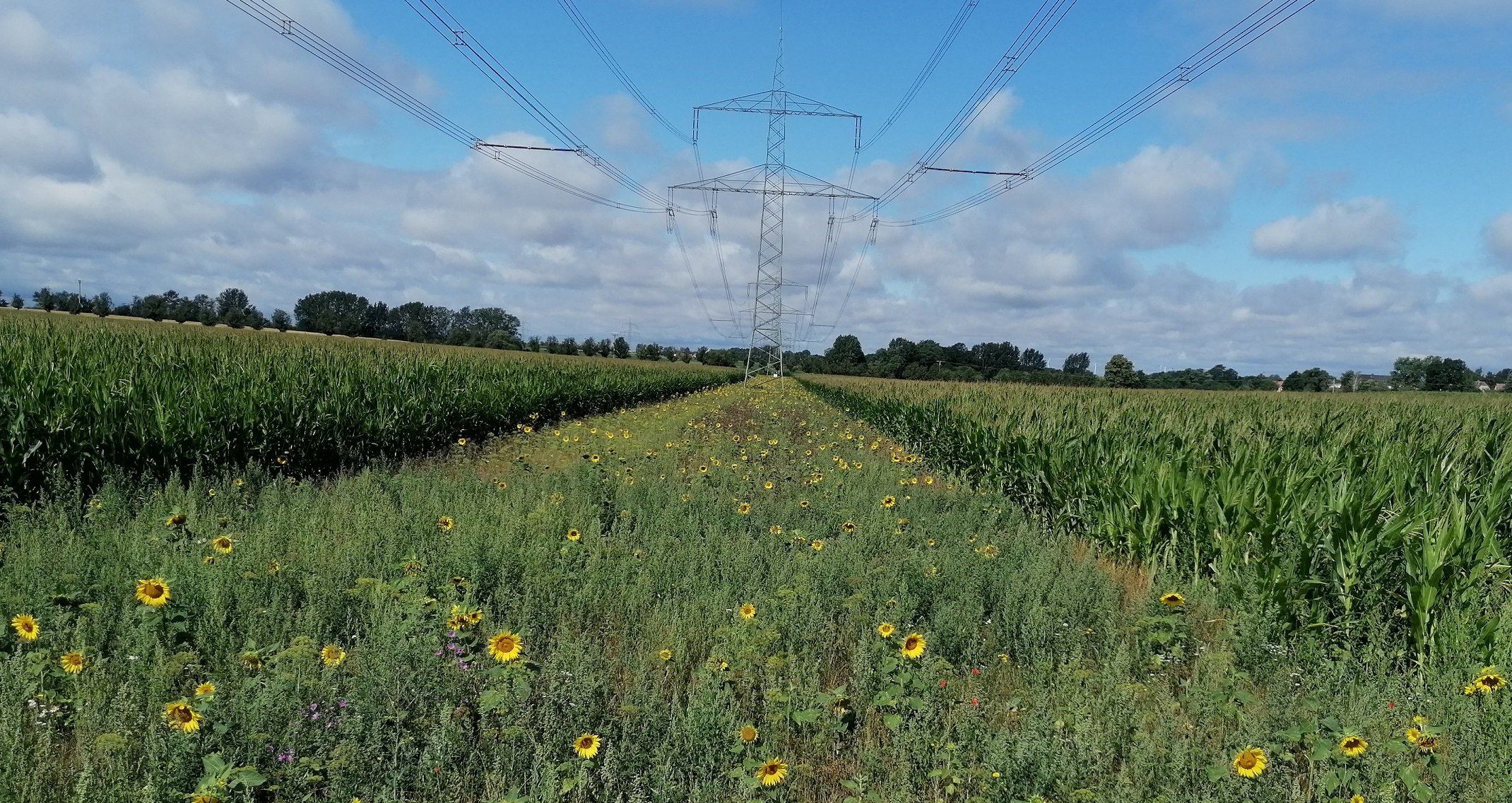 Blühstreifen mit Sonnenblumen