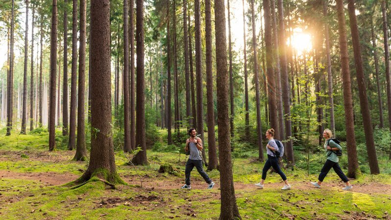 Wandern in der Dresdner Heide