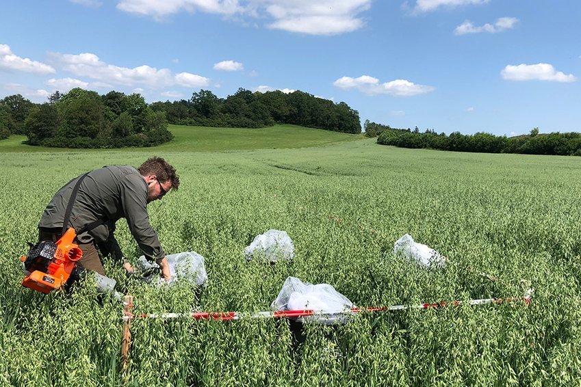 Nico Beier erfasst mit einem modifizierten Laubsauger Insekten für seine Masterarbeit im Forschungsprojekt „Pflanzenkomplementarität: Nutzen für die Landwirtschaft der Zukunft“ (EU-Profil) auf Flächen des Kooperationsbetriebes Hofgut Eichigt im Vogtland.