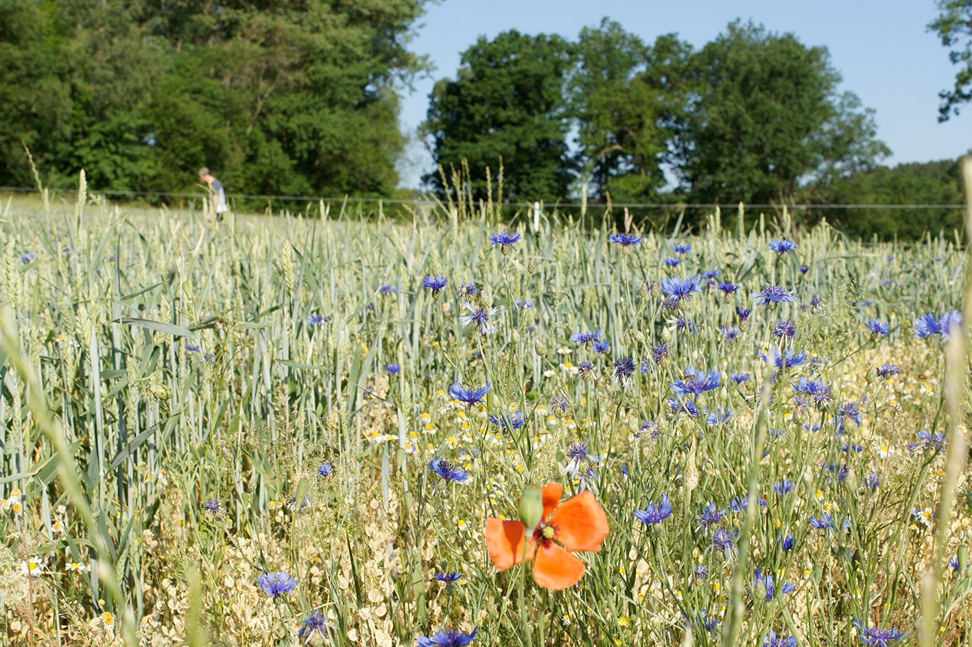 Blühende Blumenwiese