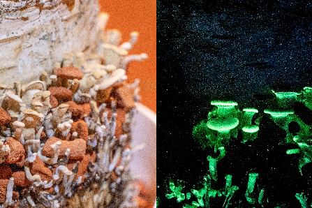 Zwei Ansichten von Pilzen bei Tageslicht und im Dunkeln.