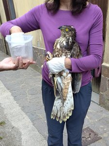 Eine Frau, die einen Greifvogel hält.