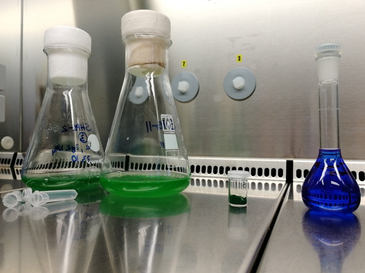 Mikroalgen im Labor