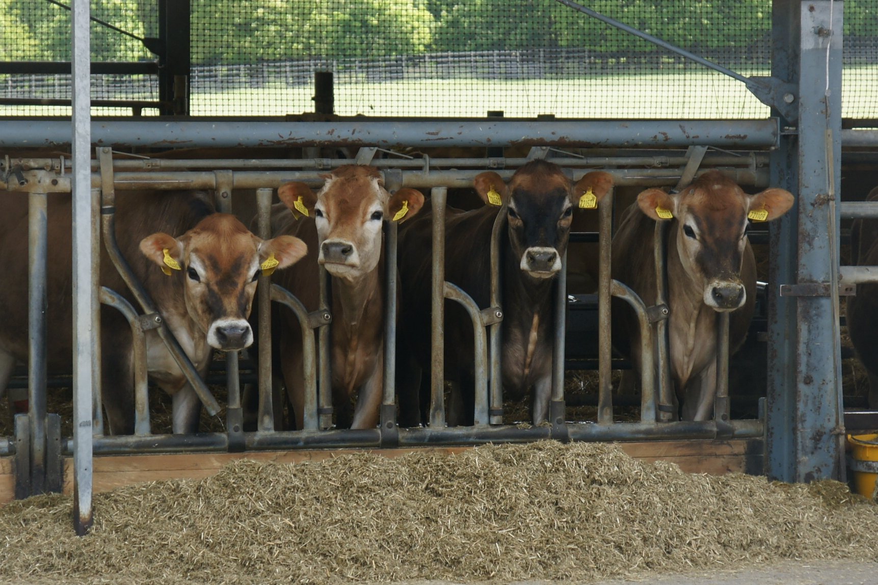 Jersey-Rinder der Požáry-Farm (CZ)
