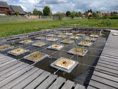 Schwimmende Vegetationsinseln auf einem Versuchsteich