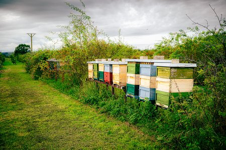 Bienenstock