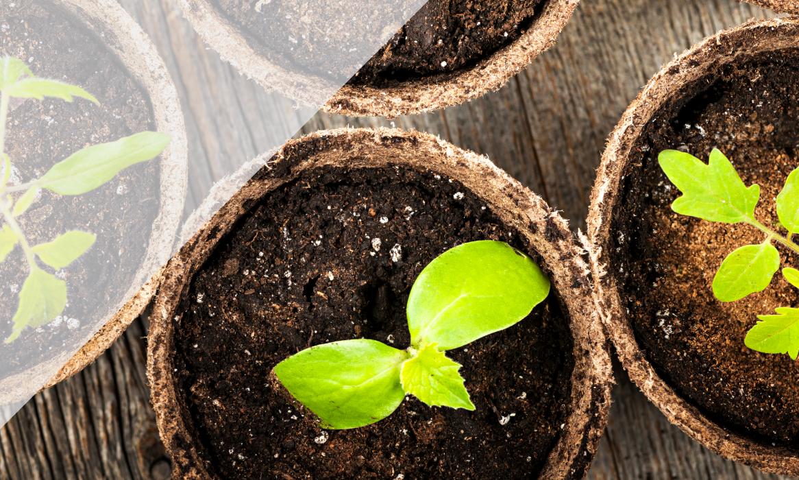 Verschiedene Setzlinge