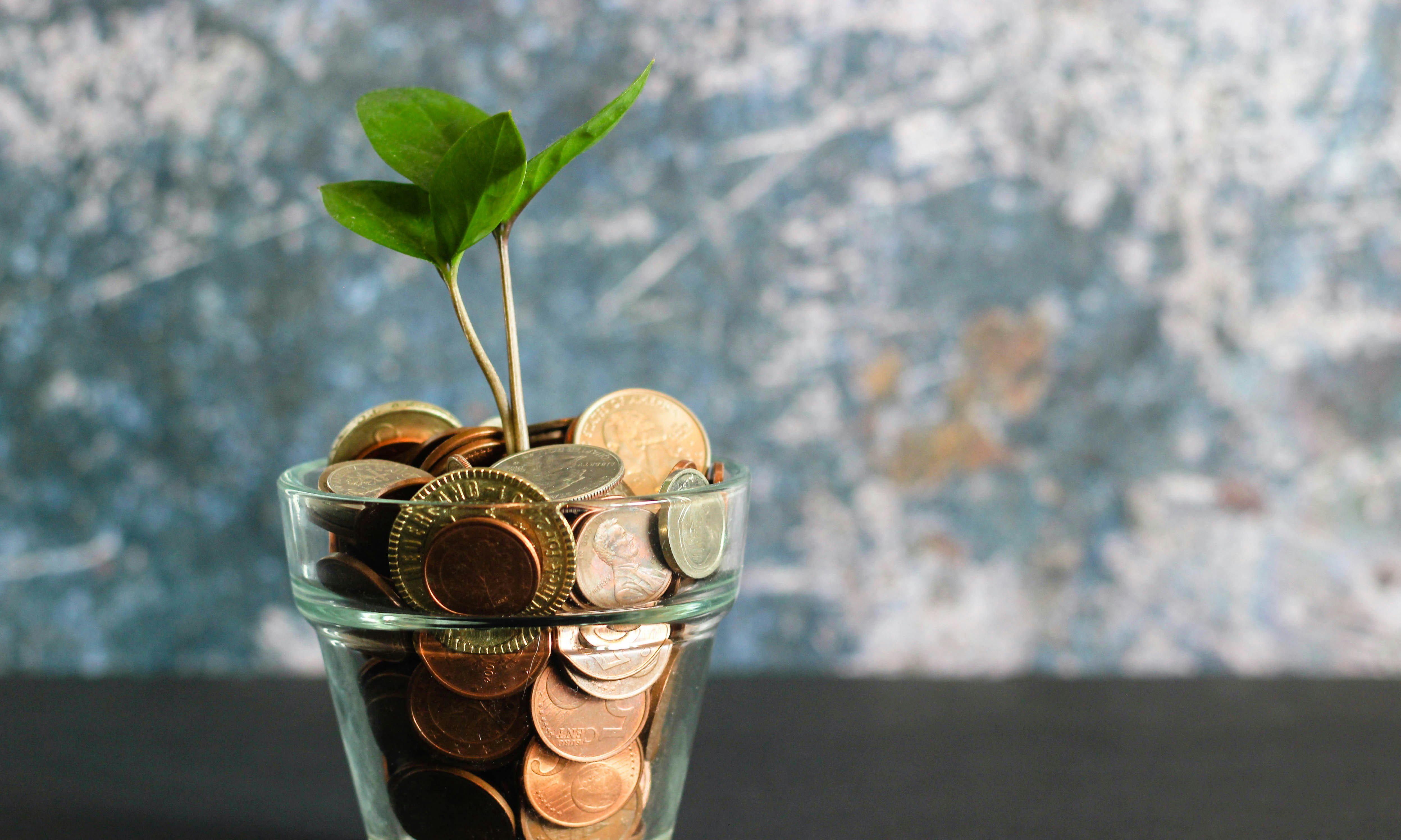 money tree