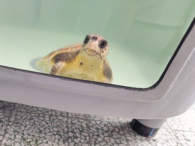 Eine Meeresschildkröte, die in einem Aufzuchttank ist.