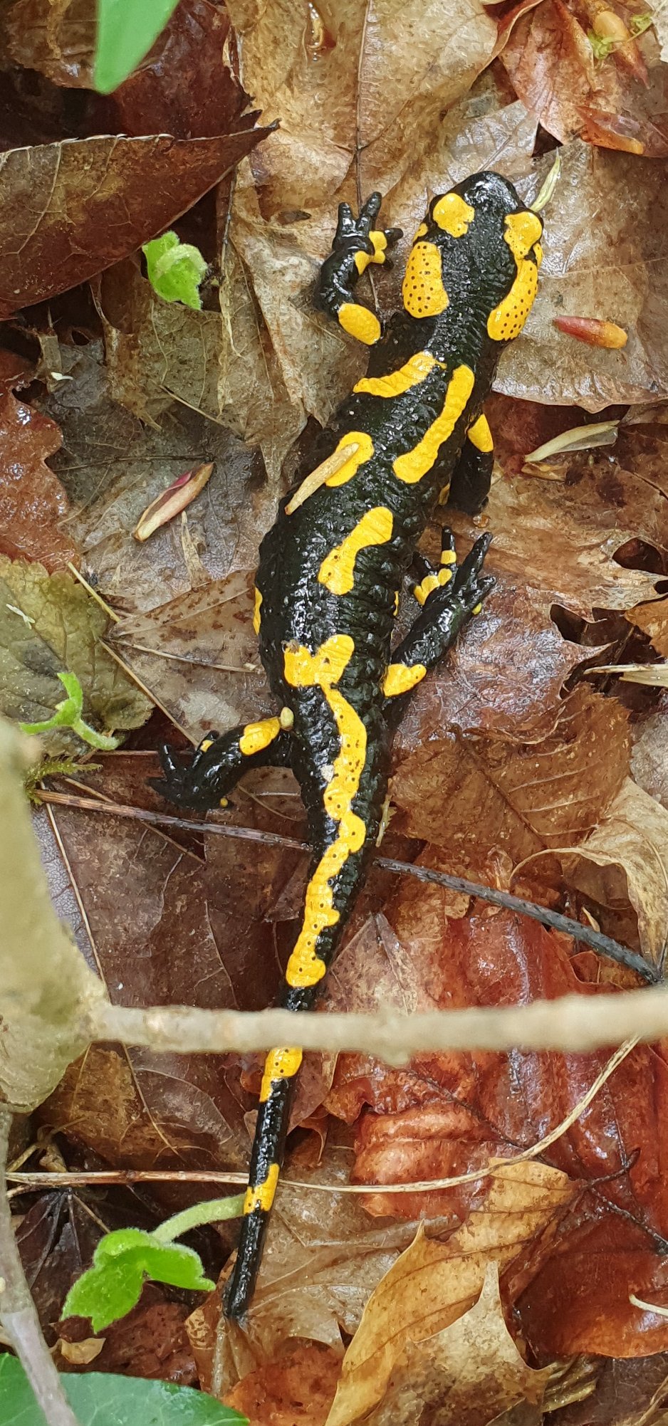 Fire Salamander in Struppen brook